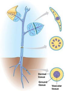 Three plant tissue systems: dermal, vascular, and ground