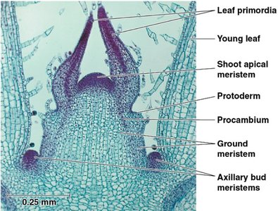 Pathway of primary meristem development