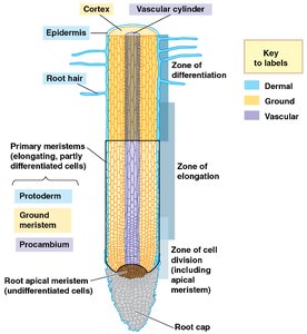 Root tip growth and zones