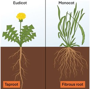 Monocot and eudicot roots