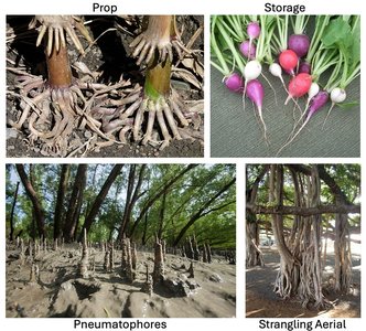 Root adaptations: prop, storage, pneumatophores, aerial