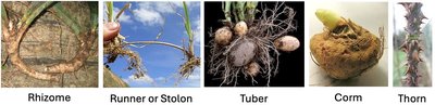 Stem adaptations: rhizome, runner, tuber, corm, thorn