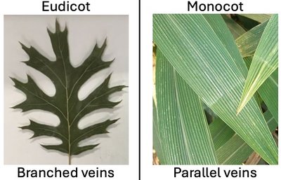 Eudicot and monocot leaf venation