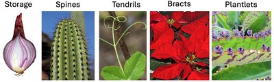 Leaf adaptations: storage, spines, tendrils, bracts, plantlets