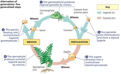 Alternation of generations: five generalized steps