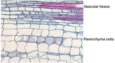 Parenchyma cells and vascular tissue