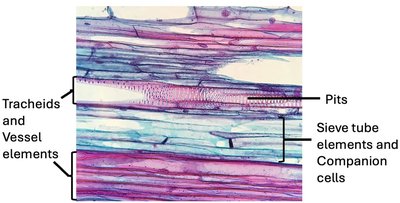 Tracheids, vessel elements, sieve tube elements, and companion cells