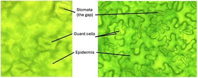 Leaf epidermal tissue with stomata and guard cells