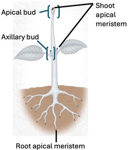 Location of plant meristems