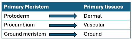 Coleus stem tip with meristematic tissues