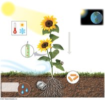 Diagram showing various environmental and internal factors affecting a plant, such as light, temperature, water, and pathogens.