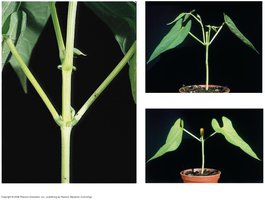 Photographs showing the effect of apical bud removal and auxin application on lateral bud growth.