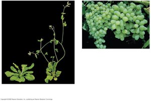 Photographs showing gibberellin-induced stem elongation and fruit growth in plants.