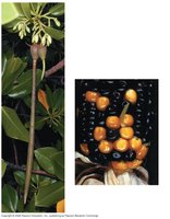 Photographs showing early germination in mangrove and maize mutant lacking ABA response.