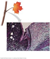 Close-up of the abscission layer and protective layer in a leaf petiole.