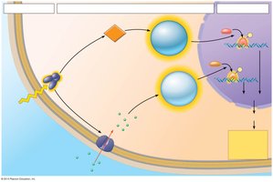 Diagram of a signal transduction pathway in a plant cell, showing reception, second messengers, and gene expression changes.
