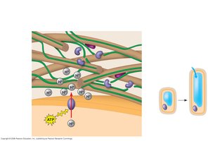 Diagram showing auxin-induced proton pumping, cell wall acidification, and cell elongation.
