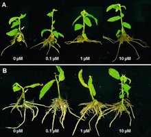 Photographs showing the effect of different auxin concentrations on root formation and plant growth.