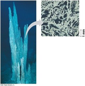 Alkaline hydrothermal vent and microscopic structure