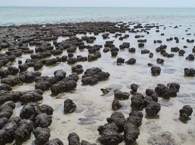 Stromatolites in shallow water
