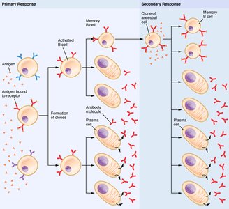 Diagram of primary and secondary immune responses showing B cell activation and antibody production