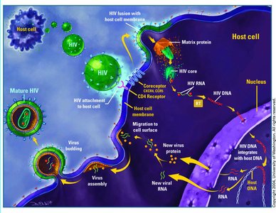 Diagram of HIV life cycle in a host cell