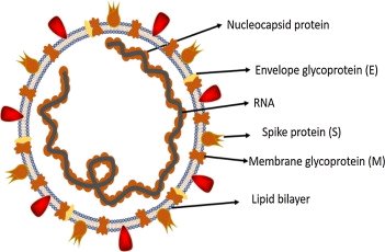 Diagram of SARS-CoV-2 structure