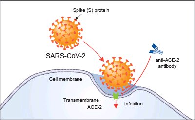 SARS-CoV-2 binding to ACE-2 receptor on host cell