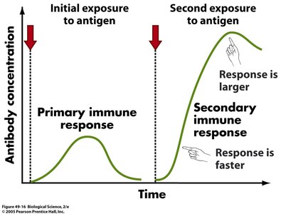 Graph comparing antibody concentration in primary and secondary immune responses