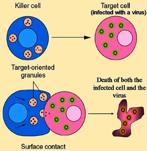 Diagram of killer T cell destroying a virus-infected cell