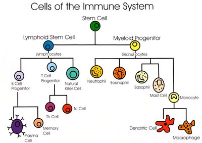 Cells of the Immune System lineage chart