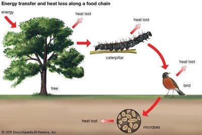 Energy transfer and heat loss along a food chain