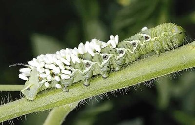 Tomato hornworm caterpillar with braconid wasp larvae