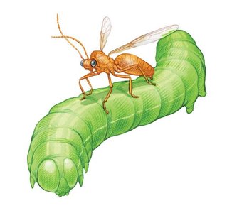 Braconid wasp laying eggs on caterpillar