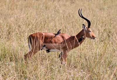 Red-billed oxpecker on impala