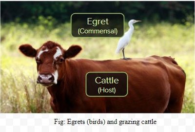 Egret (commensal) on cattle (host)