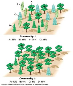 Diagram comparing two communities with different species diversity