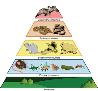 Trophic pyramid showing producers and consumers