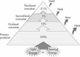 Energy pyramid showing 10% rule and heat loss
