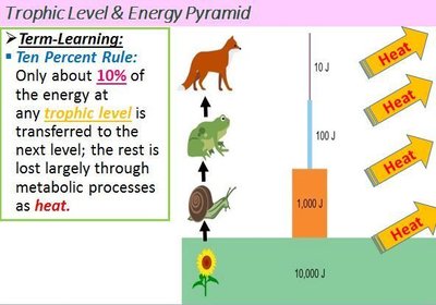 Trophic level and energy pyramid with heat loss