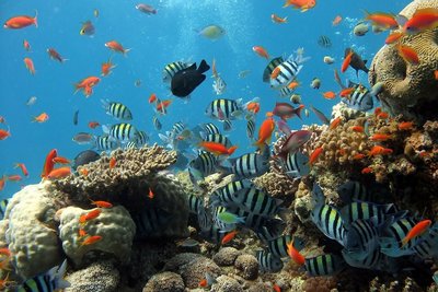 Coral reef community with diverse fish species