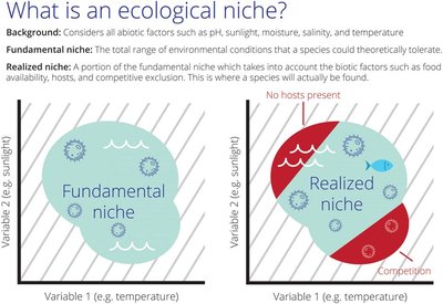 Diagram of fundamental and realized niche