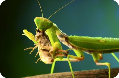 Praying mantis eating prey