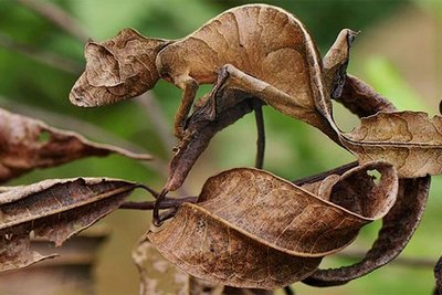 Cryptic coloration: leaf-tailed gecko camouflaged among leaves