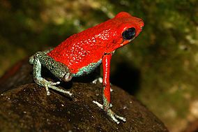Aposematic coloration: brightly colored poison frog