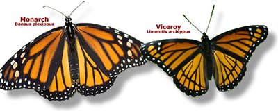Batesian mimicry: Monarch and Viceroy butterflies