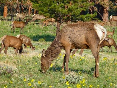 Elk grazing on grass