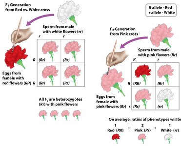 Codominance Pattern General Biology Study Guide: Extensions to Mendelian Patterns | Notes
