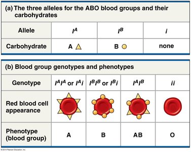 General Biology Study Guide: Extensions to Mendelian Patterns | Notes