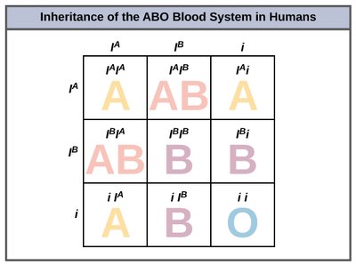 General Biology Study Guide: Extensions to Mendelian Patterns | Notes